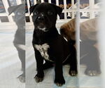 Small #1 Labrador Retriever Mix