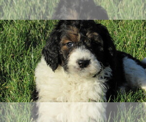 Bernedoodle Puppy for sale in BIG ROCK, IL, USA