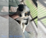 Small Photo #25 Australian Shepherd Puppy For Sale in MILLBORO, VA, USA