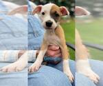 Small #3 American Pit Bull Terrier Mix