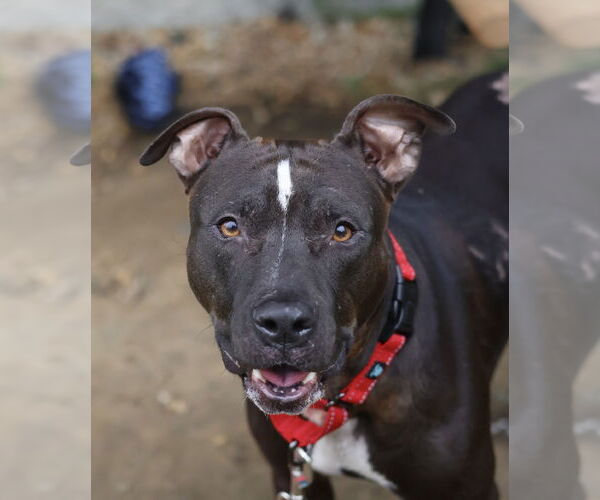 Medium Photo #7 Mutt Puppy For Sale in Philadelphia, PA, USA