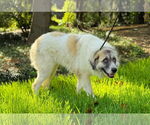 Small #3 Great Pyrenees