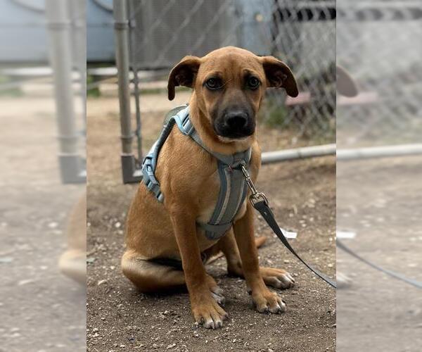 Medium Photo #1 Mutt Puppy For Sale in San Antonio, TX, USA