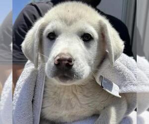 Labrenees Dogs for adoption in San Diego, CA, USA