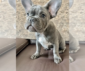 French Bulldog Puppy for sale in PALATINE, IL, USA