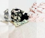 Small #5 Morkie