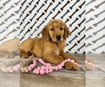 Image preview for Ad Listing. Nickname: Rosie