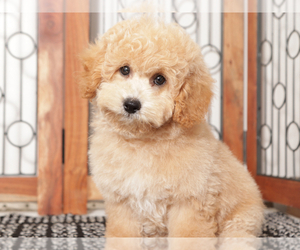 Poochon Puppy for sale in NAPLES, FL, USA