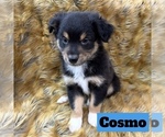 Puppy Cosmo ASDR Australian Shepherd