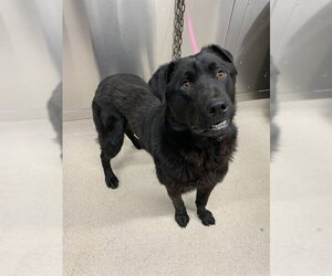 Chow Chow-Siberian Husky Mix Dogs for adoption in Fairbanks, AK, USA