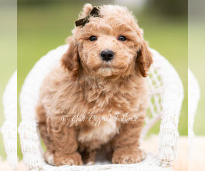Medium Goldendoodle (Miniature)