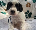 Puppy 5 Goldendoodle (Miniature)
