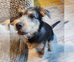 Small #2 Mutt