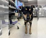 Small Rottweiler