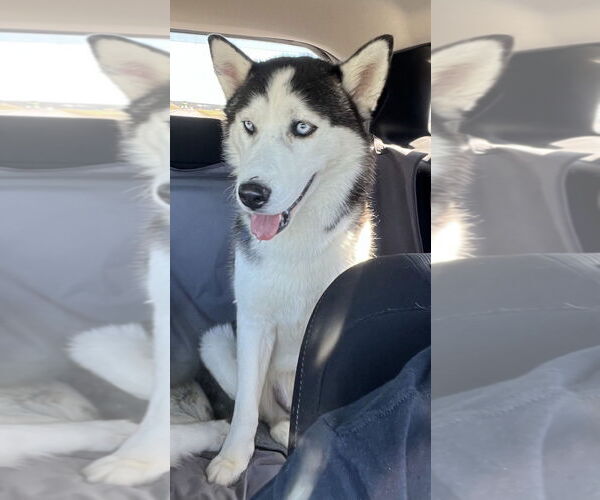 Medium Photo #1 Siberian Husky-Unknown Mix Puppy For Sale in Carrollton, TX, USA