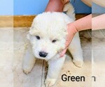 Puppy Green Great Pyrenees