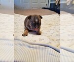 Small Photo #6 French Bulldog Puppy For Sale in FRANKLINVILLE, NJ, USA