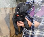 Small #4 Labrador Retriever