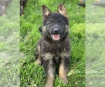Small Photo #1 German Shepherd Dog Puppy For Sale in JEFFERSON, OR, USA
