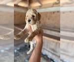 Small #1 Goldendoodle
