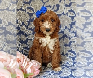 Double Doodle Puppy for sale in NOTTINGHAM, PA, USA
