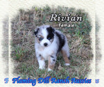Puppy Rivian Miniature Australian Shepherd