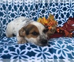 Small Photo #8 Australian Cattle Dog-Jack Russell Terrier Mix Puppy For Sale in LAKELAND, FL, USA