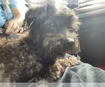 Small #2 Maltese-Poodle (Toy) Mix