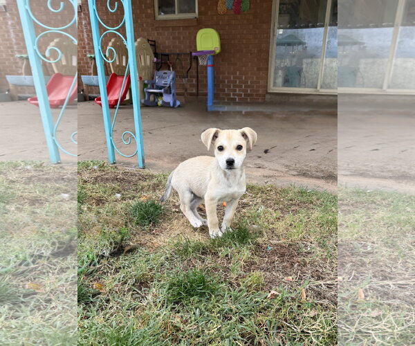 Medium Photo #7 Mutt Puppy For Sale in Sandy, UT, USA