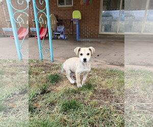 Witchy Poo - Female Mutt Dog for Adoption - Photo #7
