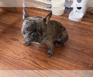 Father of the French Bulldog puppies born on 10/16/2024
