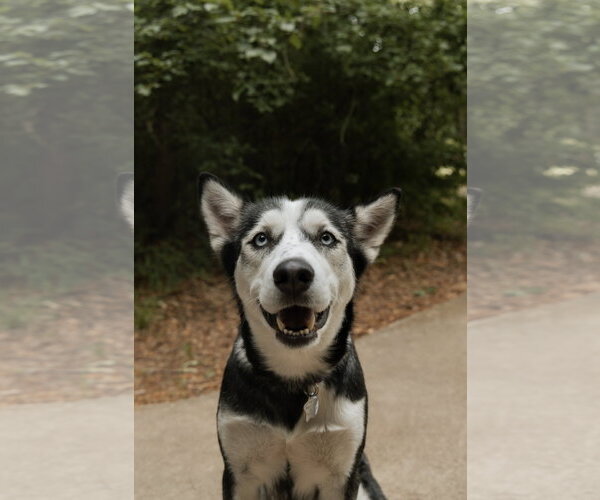 Medium Photo #3 Siberian Husky Puppy For Sale in Carrollton, TX, USA