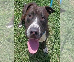 American Staffordshire Terrier-Unknown Mix Dogs for adoption in Fort Lauderdale, FL, USA