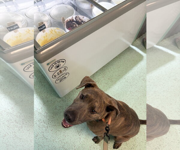 Medium Photo #9 Mutt Puppy For Sale in Virginia Beach, VA, USA