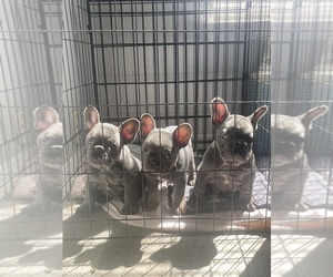 French Bulldog Puppy for sale in HOUSTON, TX, USA