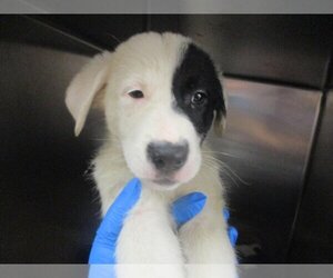 Pointer-Unknown Mix Dogs for adoption in Oklahoma City, OK, USA