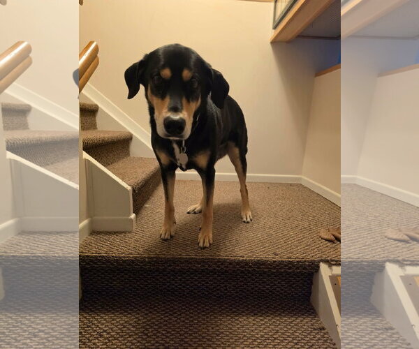 Medium Photo #6 Doberman Pinscher-Siberian Husky Mix Puppy For Sale in Minneaoplis, MN, USA