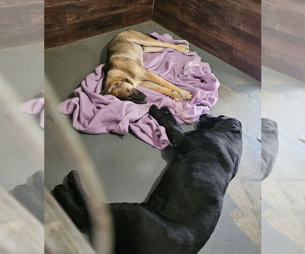 Medium Photo #6 Labrador Retriever-Unknown Mix Puppy For Sale in Lake Forest, CA, USA