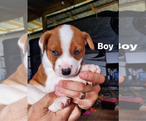 American Pit Bull Terrier-Australian Shepherd Mix Dogs for adoption in CAMERON, OK, USA