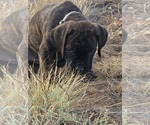 Small #26 Cane Corso
