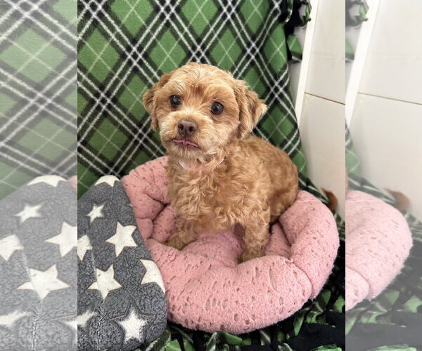 Medium Photo #1 Shih Tzu Puppy For Sale in Pacolet, SC, USA