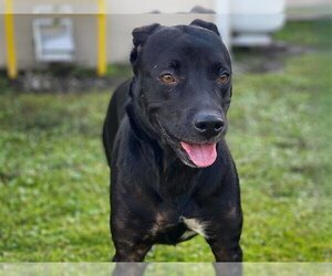 Labrador Retriever-Unknown Mix Dogs for adoption in St. Cloud, FL, USA