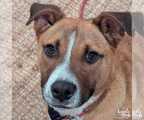 Medium Photo #12 Mutt Puppy For Sale in Washington, DC, USA