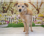 Small Carolina Dog Mix