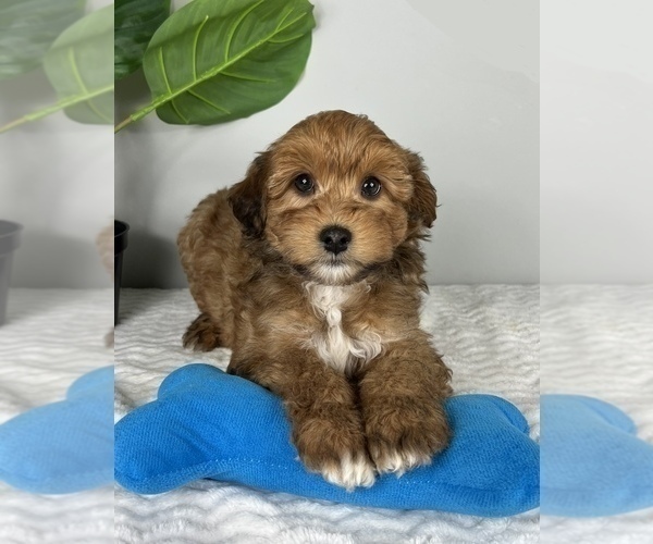 Medium Photo #3 Aussiedoodle Miniature  Puppy For Sale in FRANKLIN, IN, USA