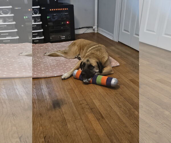 Medium Photo #3 Anatolian Shepherd-Unknown Mix Puppy For Sale in Thomasville, NC, USA