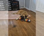 Small #2 Anatolian Shepherd Mix