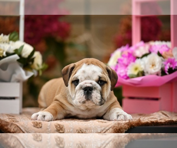 Medium Photo #7 English Bulldog Puppy For Sale in Balakliya, Kharkiv, Ukraine