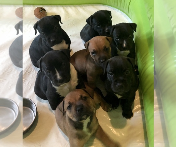 Medium Photo #1 American Pit Bull Terrier Puppy For Sale in COLUMBUS, IN, USA