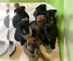 Small Photo #1 American Pit Bull Terrier Puppy For Sale in COLUMBUS, IN, USA